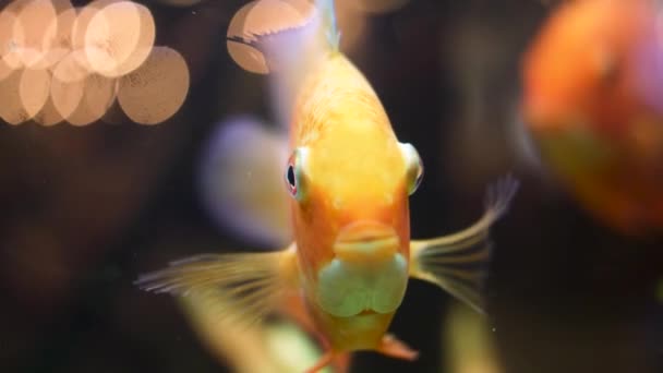 Macro close up for the face of wonderful goldfish in the aquarium. Frame. Golden fish opening, closing its mouth and moving its fins, underwater life. — Stock Video