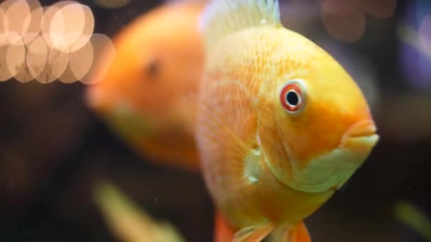 Close up for gold fishes swimming in freshwater aquarium, unique creatures concept. Frame. Beautiful white and black fishes in front of green algae. — Stock Video