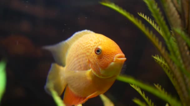 Peces dorados nadando en tanque de vidrio con planta de agua verde. Una trampa. Cierre para la increíble cara y cola de pez dorado con plantas verdes sobre fondo oscuro . — Vídeo de stock