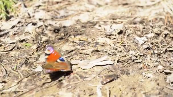 Kleine vos bewegen op de grond in het bos in een zonnige dag, Rusland. Media. Prachtige vlinder met zwarte en oranje vleugels kruipen op de grond. — Stockvideo