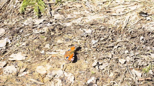 Doğa ormanında yerde hareket eden parlak küçük kelebek, böcekler in konsepti. Medya. Güzel turuncu ve siyah kelebek güneşli bir günde kanatlarını kıpırdamak. — Stok fotoğraf