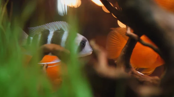 Podrobný pohled na exotickou černou a bílou a zlatou rybu plovoucí v akváriu se zelenými řasy a malými dřevěnými švy. Rámeček. Překrásné rybí nádrže — Stock fotografie