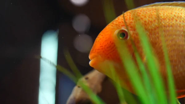 Yeşil yosun ve küçük ahşap pürüzler ile tropikal akvaryum tankı yüzen güzel egzotik Goldfish yakın çekim. Çerçeve. İnanılmaz sualtı yaşamı — Stok fotoğraf