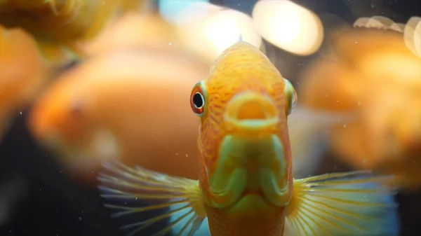 Крупный план красивых экзотических золотых рыбок, плавающих в тропическом аквариуме с зелеными водорослями и маленькими деревянными загвоздками. Рамка. Удивительная подводная жизнь — стоковое фото