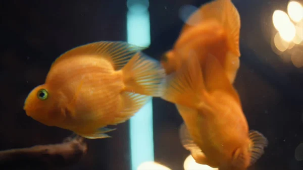 在热带水族馆水箱中漂浮的异国情调的金鱼的特写镜头，在淡水与绿色植物。框架。惊人的水下生活 — 图库照片