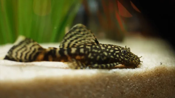 Plecostomus Images Libres De Droit Photos De Plecostomus Depositphotos Plecostomus Images Libres De Droit Photos De Plecostomus Depositphotos