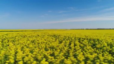 Yoldan geçen sarı çiçek tarlası. Vuruldu. Hardal tarlasının tarım alanındaki en iyi manzarası. Pistten geçen ve araba süren. Çiçekli tarlaların yaz güzelliği