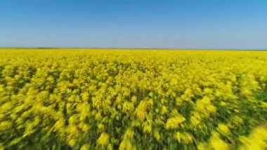 Arka plan mavi gökyüzünde parlak sarı çiçek alanı üst görünümü. Atış. Pitoresk alan üzerinde hızlı hareket mavi gökyüzü ile ufuk arka planda sarı çiçekler dokunur