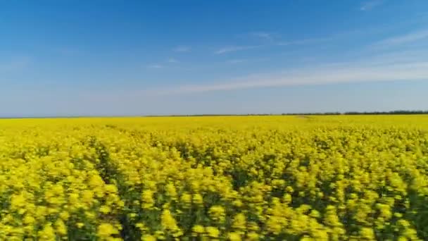 Vue de dessus du champ fleuri jaune par une journée ensoleillée. Fusillade. Vue magnifique pittoresque du champ solaire jaune sur fond bleu ciel. Beauté estivale des champs en fleurs — Video