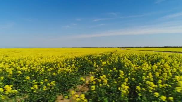 Жовте квіткове поле з прохідною дорогою. Постріл. Вид зверху на квітуче гірчичне поле в галузі сільського господарства з прохідною колією та автомобілем для їзди. Літня краса квіткових полів — стокове відео