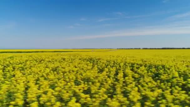 Yoldan geçen sarı çiçek tarlası. Vuruldu. Hardal tarlasının tarım alanındaki en iyi manzarası. Pistten geçen ve araba süren. Çiçekli tarlaların yaz güzelliği — Stok video