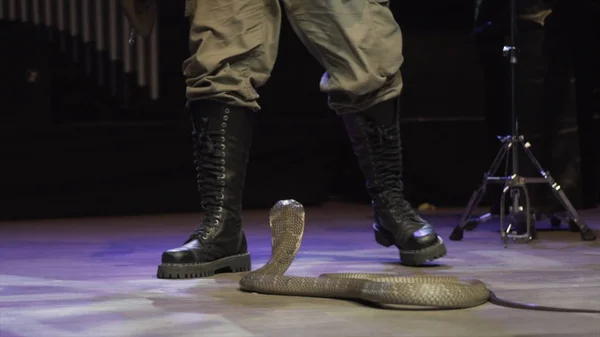 ハイブラックアーミーブーツのマン脚のクローズアップは、サーカスステージでコブラで遊んでいます。アクション。危険なパフォーマンス — ストック写真