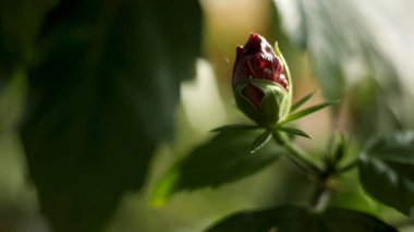 Açılmamış kırmızı gül tomurcuk ve yeşil yaprakları, doğanın güzelliği için yakın. Stok görüntüleri. Bulanık arka planda bahçede güzel gül çiçeği.