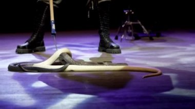 Sirkteki yılan oynatıcısı. Eylem. Yılan oynatıcısıyakın çekim performans sırasında sirk arenasında kobra kontrol eder. Tehlikeli sirkte itaatkar küçük hayvanlar haline gelmiştir