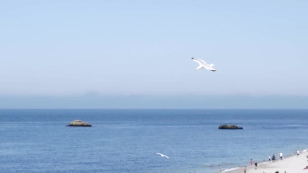 Білий мартин летить на тлі блакитного моря зі скелястим узбережжям. Дія. Політ білої чайки в чистому небі на тлі морського пейзажу з камінням захоплює своєю красою і свободою — стокове відео
