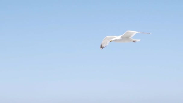 Witte meeuw vliegt op de achtergrond van de blauwe zee met rotsachtige kust. Actie. Vlucht van witte meeuw in heldere lucht op de achtergrond van het zeelandschap met rotsen is fascinerend met zijn schoonheid en vrijheid — Stockvideo