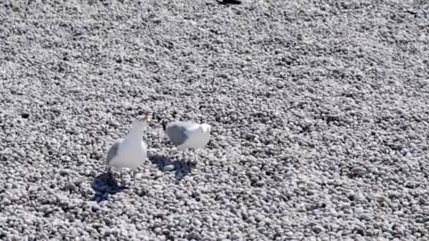 Dos gaviotas blancas sentadas en la playa de piedra. Acción. Hermosas gaviotas descansando en la playa con guijarros blancos. Aves costeras y mundo natural — Vídeos de Stock