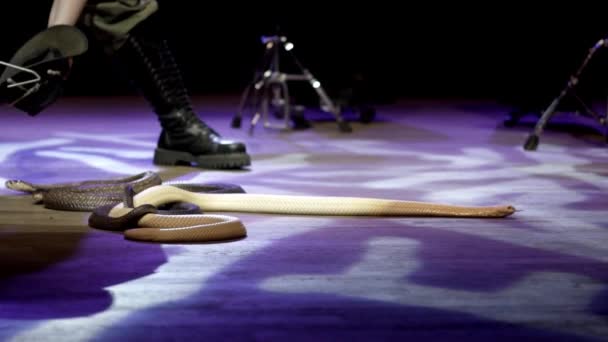 Snake charmer in circus. Action. Close-up of snake charmer controls cobra in circus arena during performance. Dangerous snakes have become obedient little animals in circus — Stock Video