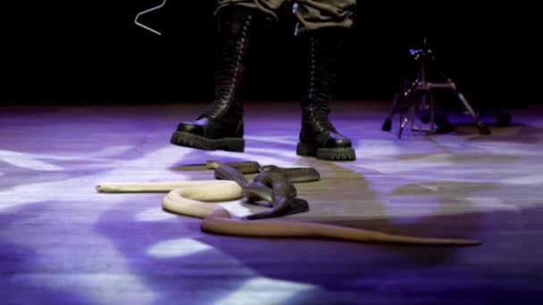 Charmeur de serpents au cirque. L'action. Gros plan du charmeur de serpent contrôle cobra dans l'arène de cirque pendant la performance. Les serpents dangereux sont devenus de petits animaux obéissants dans le cirque — Video