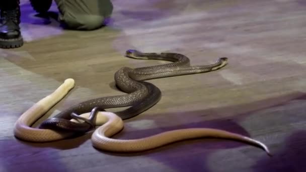 Close-up de cobra no circo. Acção. Charmer coleciona cobras rastejando na arena de circo durante a performance. Desempenho perigoso com cobras venenosas em espetáculo de circo — Vídeo de Stock