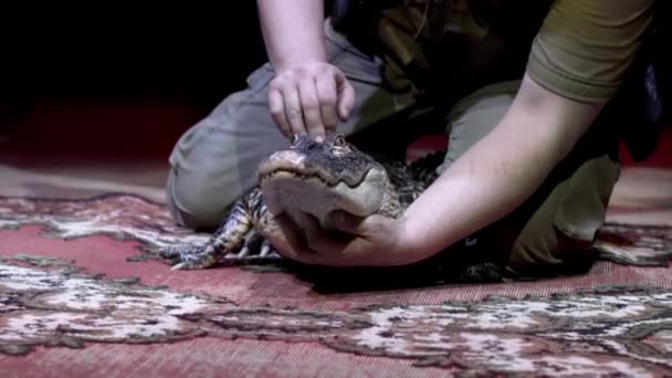 Homem a tentar abrir a boca de crocodilo. Acção. Close-up de treinador no desempenho tentando abrir a boca de pequeno crocodilo no fundo isolado preto — Vídeo de Stock