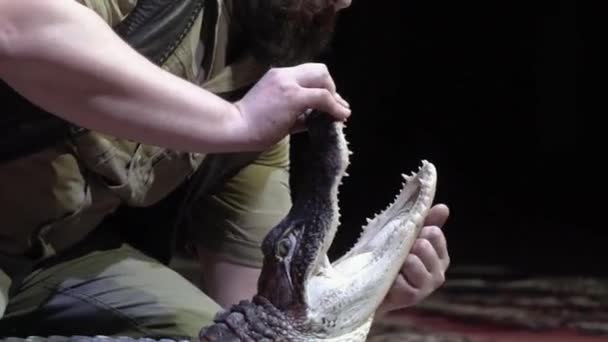 Человек открывает рот крокодилу. Начали. Крупный план крокодила заклинатель открывает рот не большой крокодил на черном изолированном фоне — стоковое видео