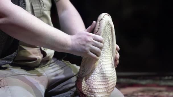 Man trying to open mouth of crocodile. Action. Close-up of trainer at performance trying to open mouth of small crocodile on black isolated background — Stock Video