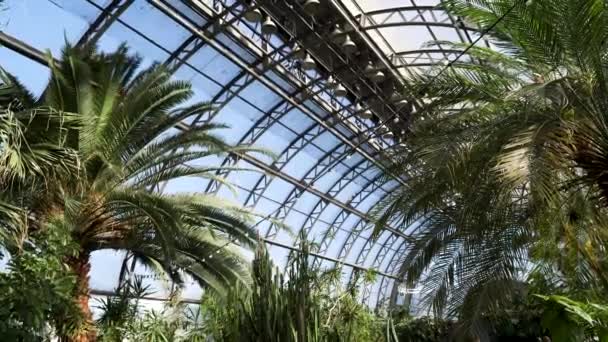 Beautiful green arboretum in the park with big glass windows and different plants. Stock footage. Greenhouse with cactuses, palm trees and other greenery on blue sky background. — Stock Video