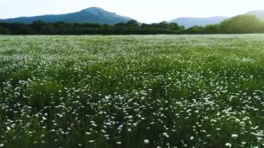Çiçeklenme çayırları ve büyüyen çam ağaçları ile pastoral dağ manzaralarının güzel manzarası. Atış. Bahar güzel beyaz papatya çiçekler için hava.