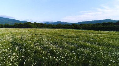 Mavi bulutlu gökyüzü arka planda dağların yakınında alanda rüzgarda sallanan papatyalar için hava. Atış. Çam ağaçları ile yaz alanında beyaz papatya.