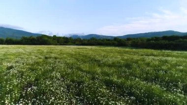 Mavi bulutlu gökyüzü arka planda dağların yakınında alanda rüzgarda sallanan papatyalar için hava. Atış. Çam ağaçları ile yaz alanında beyaz papatya.