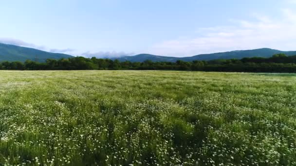 Belle vue aérienne du champ de fleurs en fleurs, de pins en croissance et de montagnes. Fusillade. Jolies fleurs blanches de camomille sur le champ vert et le ciel nuageux bleu . — Video