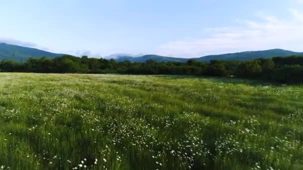 Aérien pour les marguerites se balançant dans le vent dans le champ près des montagnes sur fond bleu ciel nuageux. Fusillade. Camomilles blanches sur le champ d'été avec des pins . — Video
