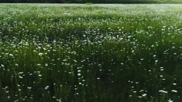 Antenne voor het Wondeful landschap met witte madeliefjes en groen gras. Shot. Prachtige weide met verse bloemen en witte bloemblaadjes wuivende in de wind. — Stockvideo