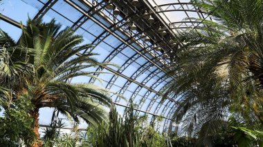 Büyük cam pencereleri ve farklı bitkiler ile parkta güzel yeşil Arboretum. Stok görüntüleri. Mavi gökyüzü arka planda cactuses, palmiye ağaçları ve diğer yeşillikler ile sera.