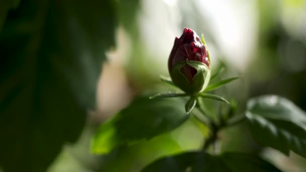 Gros plan pour bourgeon de rose rouge non ouvert et pétales verts, beauté de la nature. Images d'archives. Belle fleur de rose dans le jardin sur fond flou .