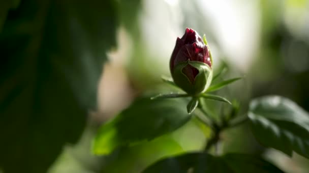 Cerca de brote de rosa roja sin abrir y pétalos verdes, belleza de la naturaleza. Imágenes de archivo. Hermosa flor de rosa en el jardín sobre fondo borroso . — Vídeos de Stock