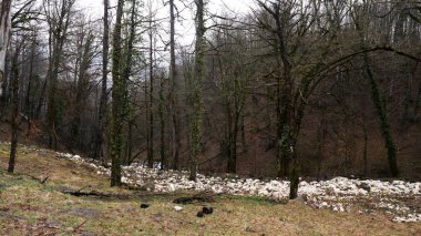 Gri gökyüzü arka planda sarmaşık ile kaplı düz Trunks ile sonbahar ormanında bir yaya yolu. Stok görüntüleri. Gizemli orman içinde sarmaşık ile Mossy ağaçlar.