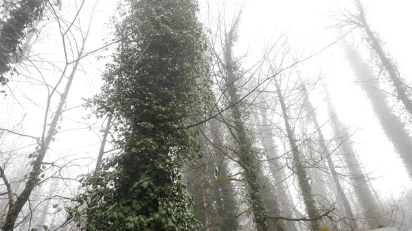 Beau tronc d'arbre couvert de lierre vert dans une forêt brumeuse, vue du bas. Images d'archives. Mystérieux bosquet en automne, herbe mouillée sèche sur fond de ciel nuageux . — Photo