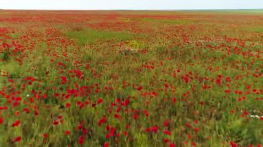 Kırmızı Poppies, anma günü sembolü vahşi alan çiçeklenme için yakın. Atış. Yeşil çayır üzerinde güzel, parlak, kırmızı çiçekler için hava.