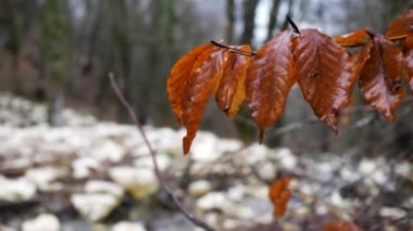 Orman ile bulanık arka planda yağmur sonra sonbahar kahverengi yaprakları için yakın. Stok görüntüleri. Ağaçların doğal peyzaj, ıslak yaprakları, ve taşlı eğim.