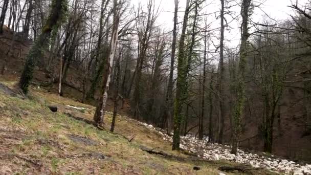 灰色の空の背景にツタで覆われたまっすぐなトランクスを持つ秋の森の歩道。ストック映像。覗くの森の中にアイビーと苔むしの木. — ストック動画
