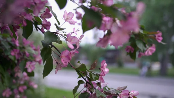 Rami di albero con fiori rosa su sfondo di casa di legno. Filmati delle scorte. Bellissimi fiori rosa fioriti sugli alberi in primavera. La gente cammina su strada asfaltata su casa di legno — Foto Stock