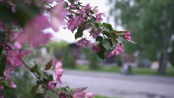 Rami di albero con fiori rosa su sfondo di casa di legno. Filmati delle scorte. Bellissimi fiori rosa fioriti sugli alberi in primavera. La gente cammina su strada asfaltata su casa di legno — Foto Stock