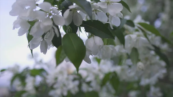 Primo piano dei fiori bianchi degli alberi sullo sfondo della Chiesa. Filmati delle scorte. Bellissimi fiori bianchi in fiore di ciliegio sullo sfondo della Chiesa cristiana in primavera — Foto Stock