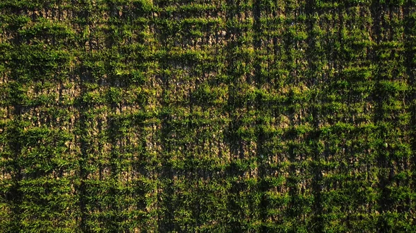 Top view of green grass field. Shot. Natural farm field with green grass swaying in morning light breeze in sun. Green natural grass background — Stock Photo, Image