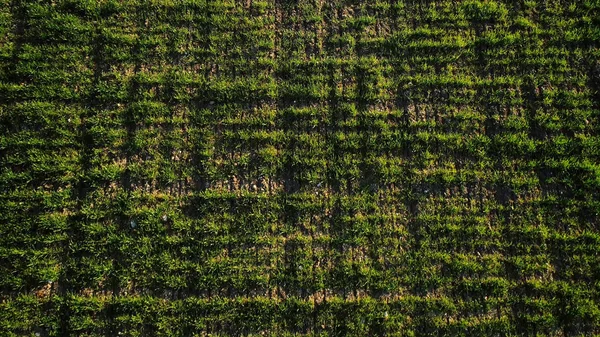 Top utsikt över grönt gräs fält. Skott. Naturlig gård fält med grönt gräs vajande i morgonljus BRIS i solen. Grön natur gräs bakgrund — Stockfoto