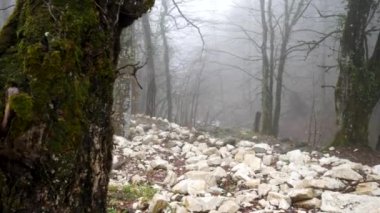 Sisli orman arka plan, gizem kavramı üzerinde yeşil yosun ile kaplı ağaç gövdesi için yakın. Stok görüntüleri. Siste sonbahar ormanı ve beyaz taşlı bir yon.