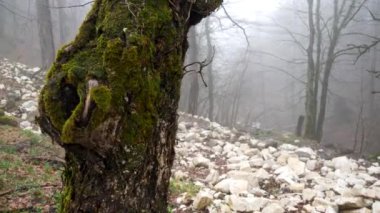 Sisli orman arka plan, gizem kavramı üzerinde yeşil yosun ile kaplı ağaç gövdesi için yakın. Stok görüntüleri. Siste sonbahar ormanı ve beyaz taşlı bir yon.