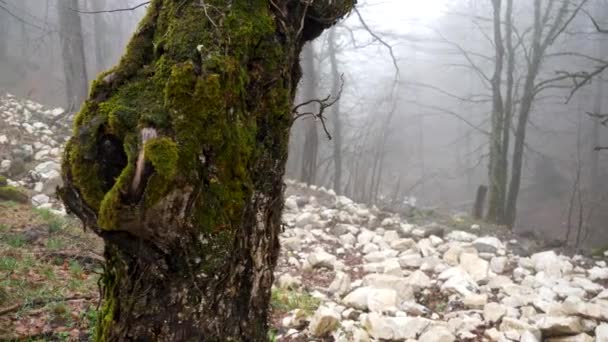 Close-up voor boomstam bedekt met groen mos op mistige bos achtergrond, mysterie concept. Stock footage. Herfst bos in mist en een helling met witte stenen. — Stockvideo